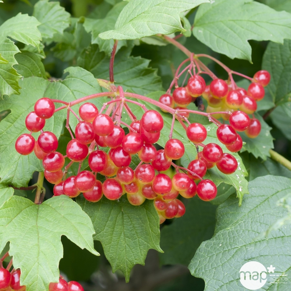 Viburnum opulus ' Compactum ' : ctr 4 litres