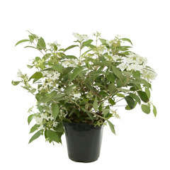 Viburnum plicatum 'Summer Snowflake':H 30/40 cm ctr 3 litres