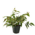 Viburnum plicatum 'Mariesii'':H 30/40 cm ctr 3 litres