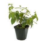 Viburnum plicatum 'Shasta'':H 30/40 cm ctr 3 litres
