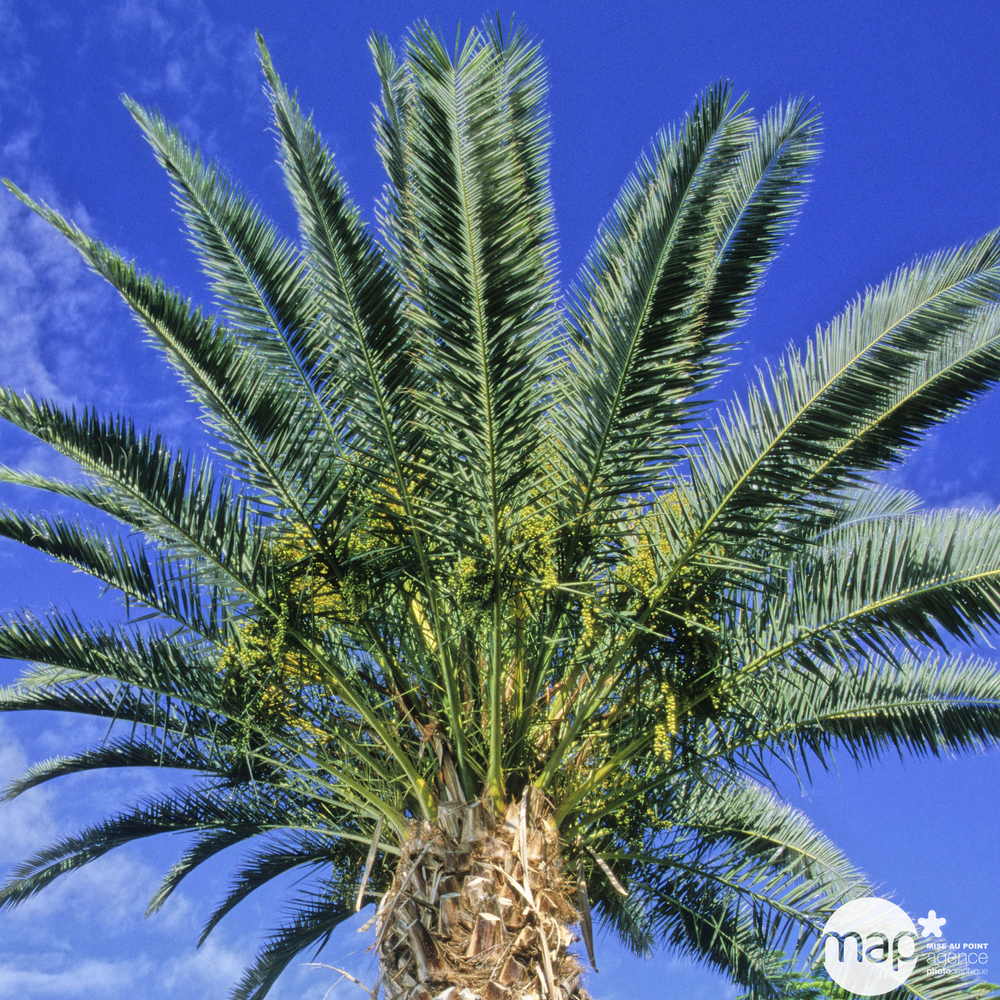 Phoenix canariensis : hauteur 75/100 cm conteneur 5 litres