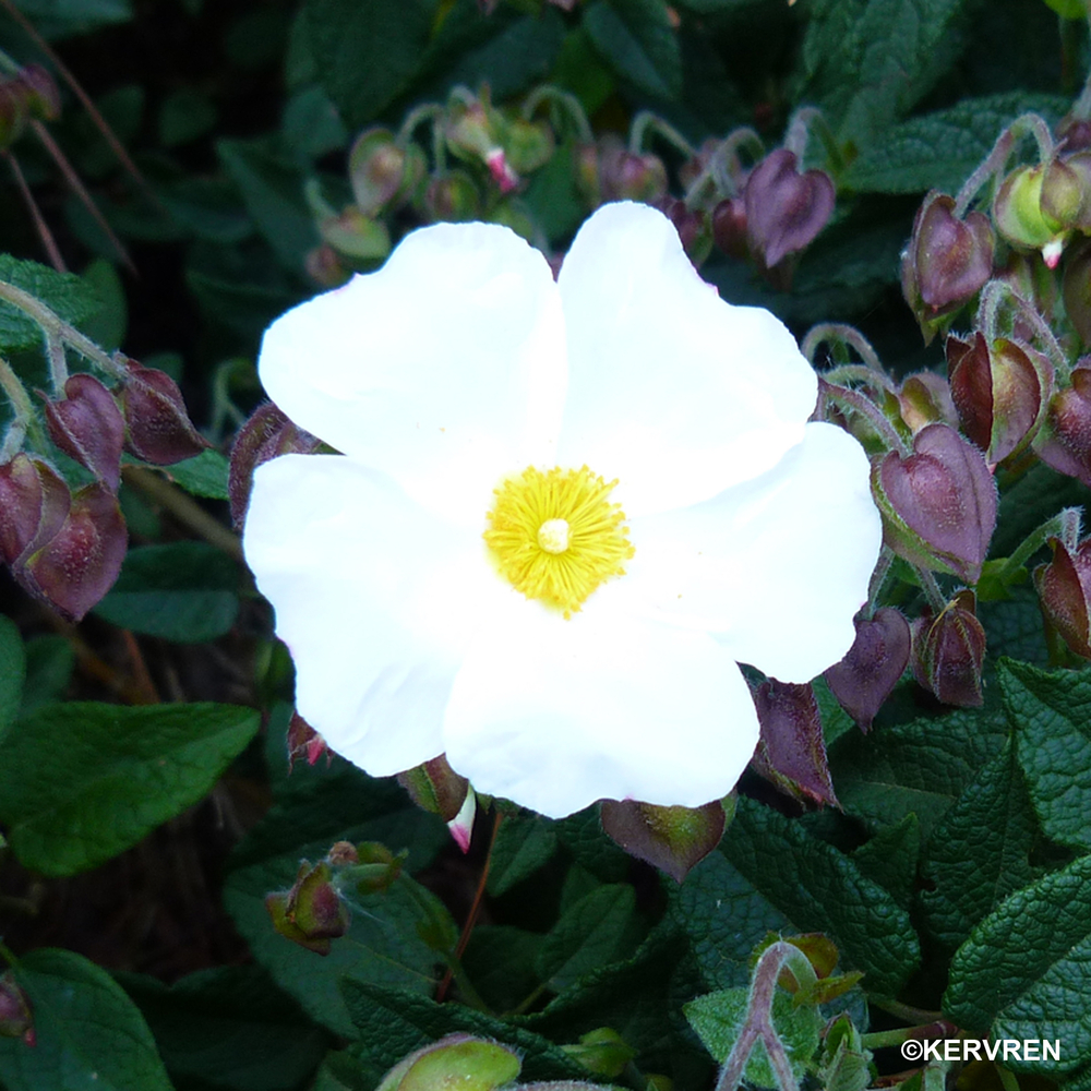 Cistus x corbariensis : ctr 3 litres