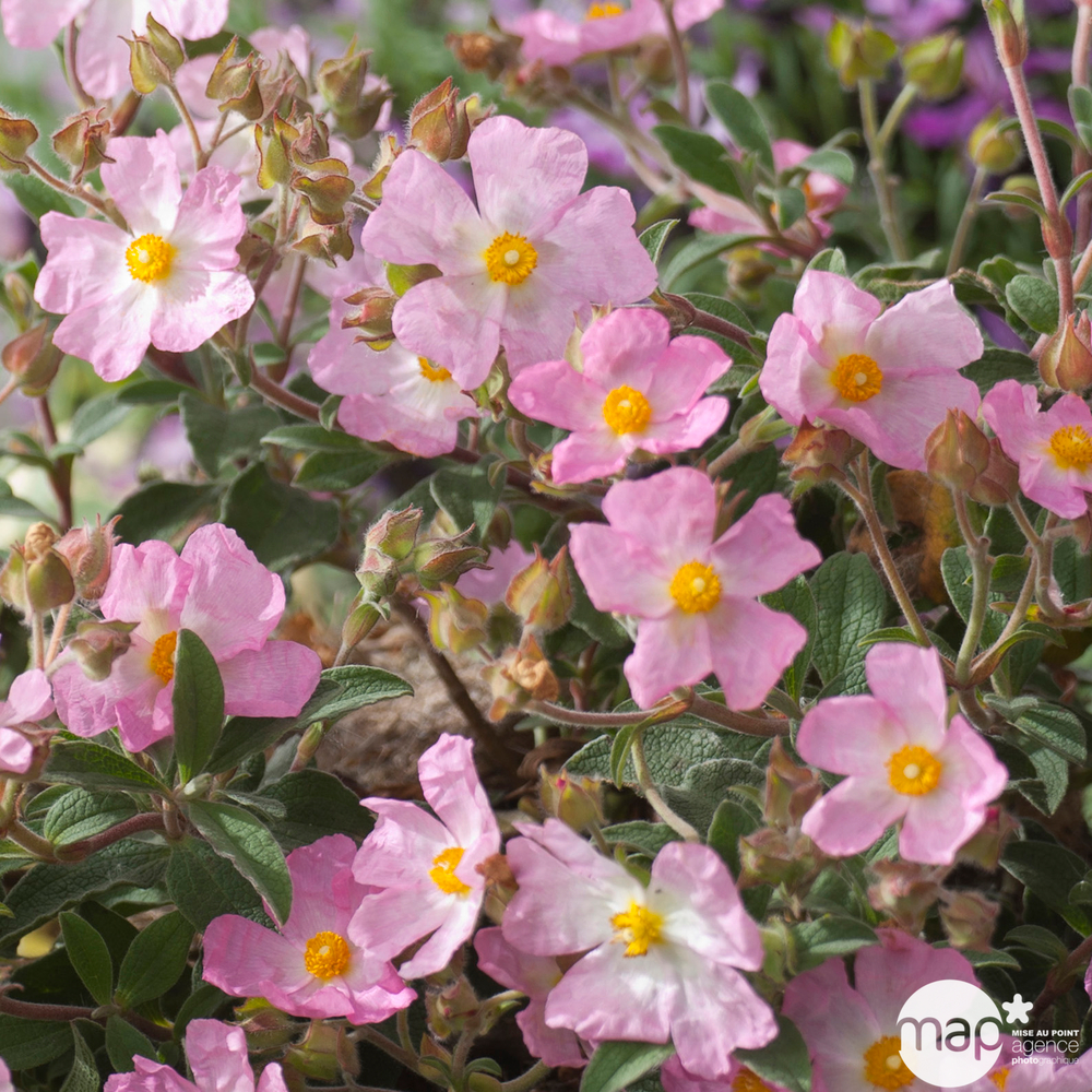 Cistus parviflorus : ctr 3 litres