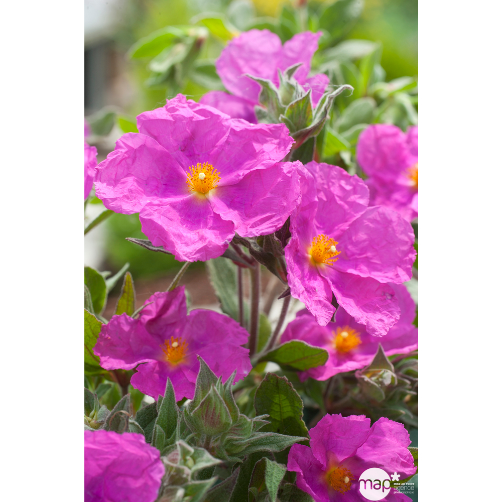 Cistus x pulverulentus:ctr 3 litres