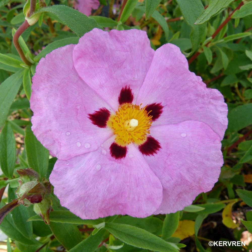 Cistus x purpureus:ctr 3 litres