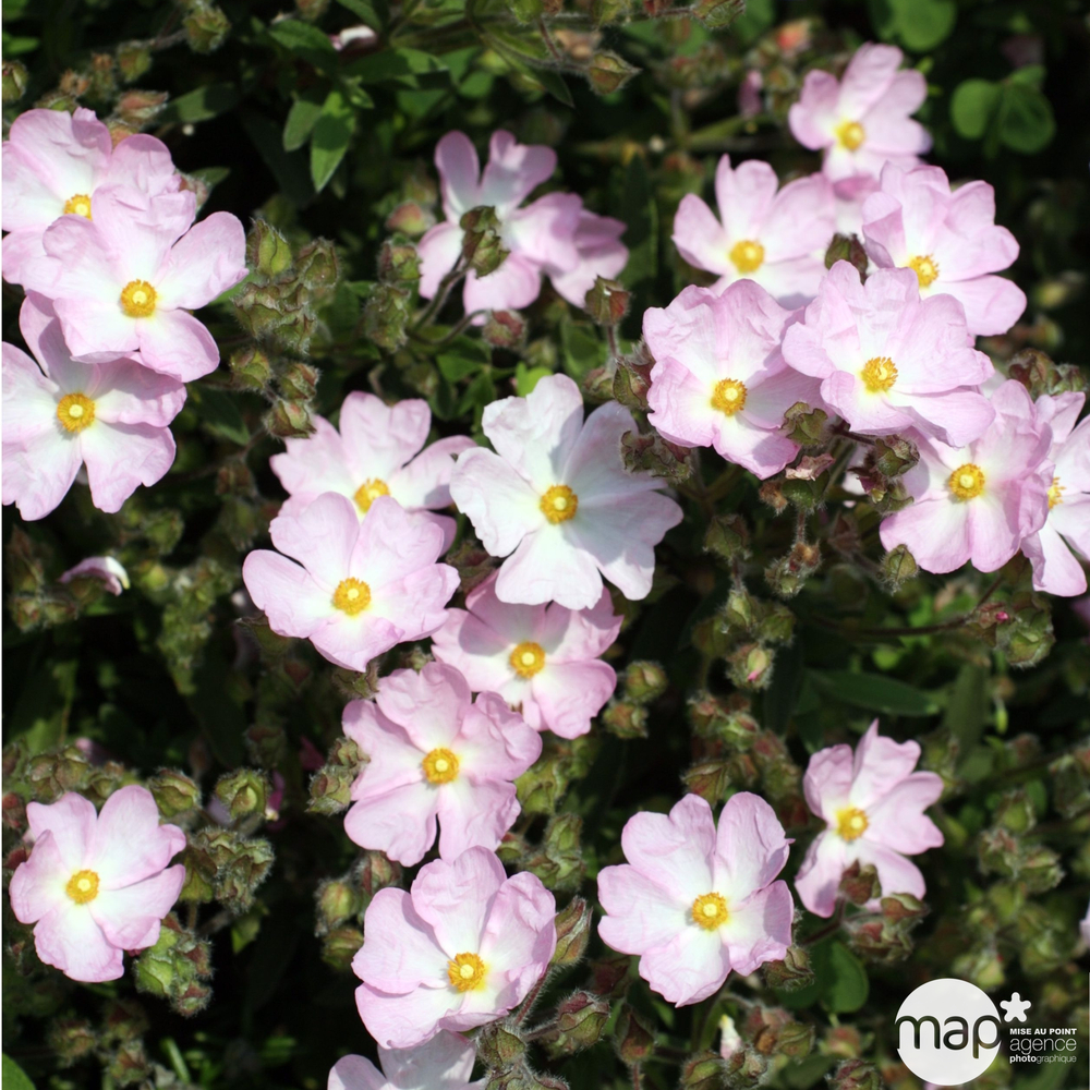 Cistus x skanbergii:ctr 3 litres