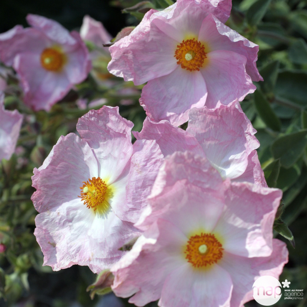 Cistus x argenteus ' Silver Pink ' : ctr 3 litres