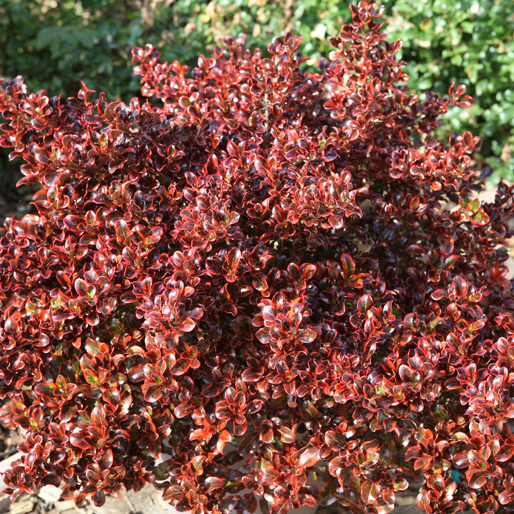 Coprosma hybride: conteneur 4 litres