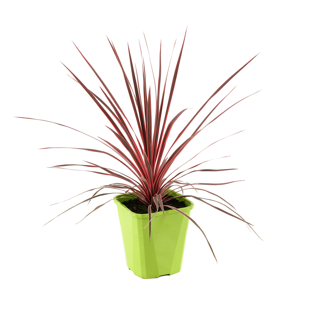 Cordyline DESIGNline'Black Tana'® : conteneur 4 litres