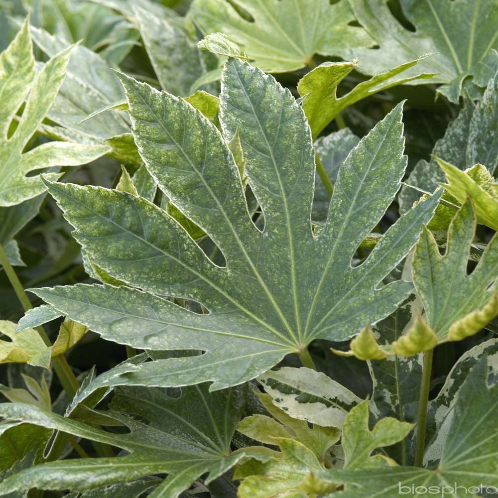 Fatsia japonica 'Spiders Web':conteneur 4 litres