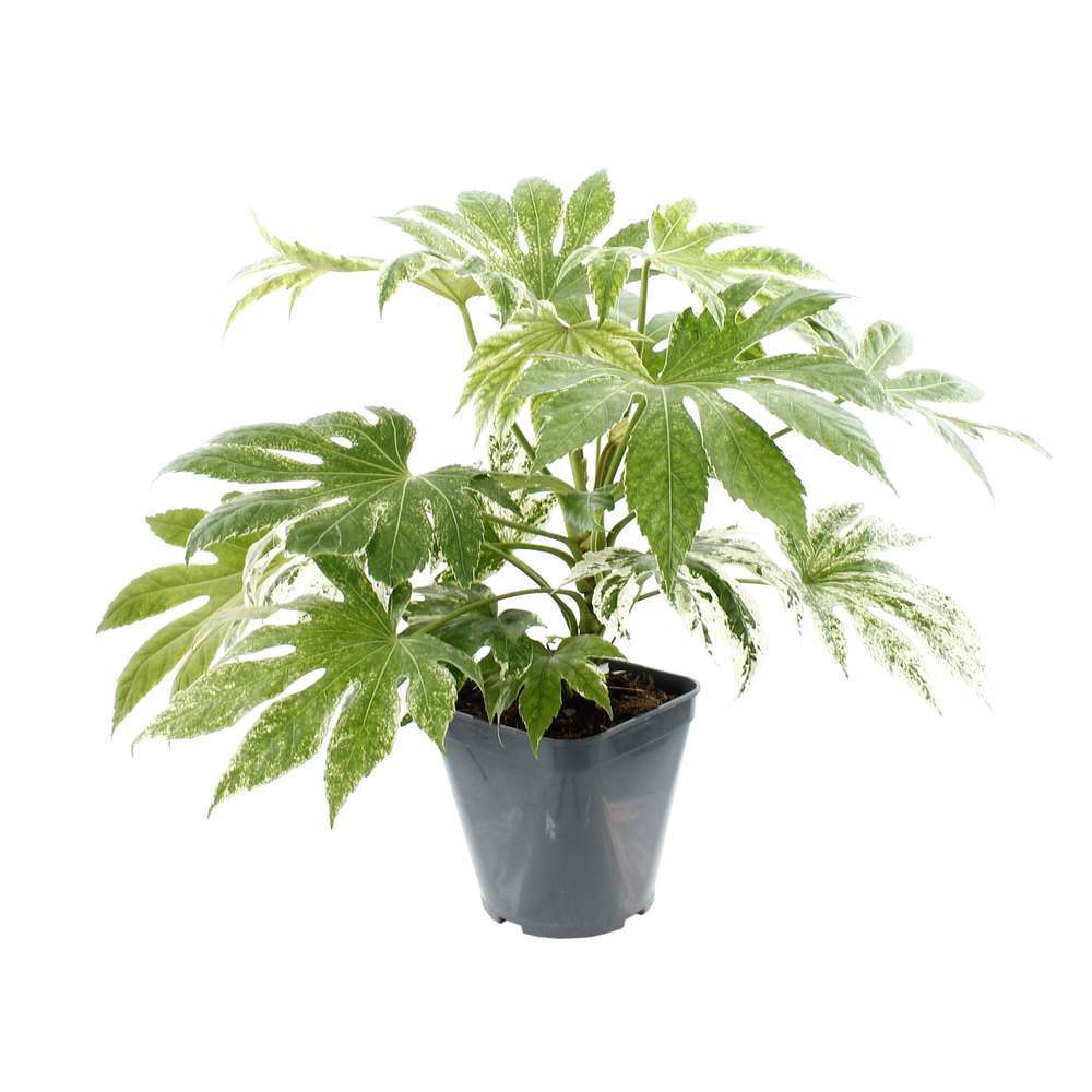 Fatsia japonica 'Spiders Web':conteneur 4 litres