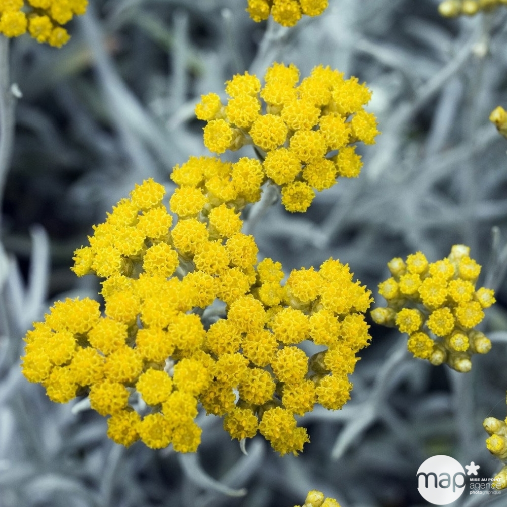 Helichrysum italicum ' Korma ': conteneur 4 litres