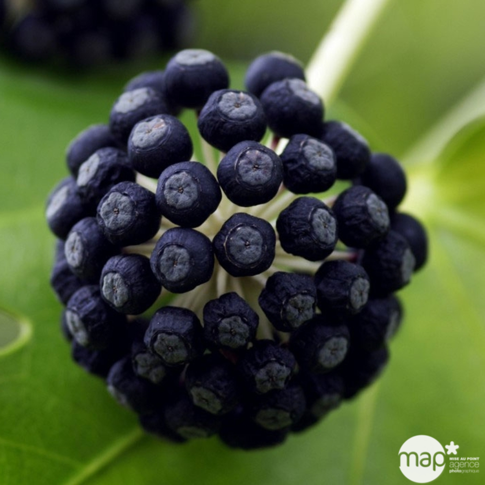 Fatsia japonica : H50/60cm, 8L