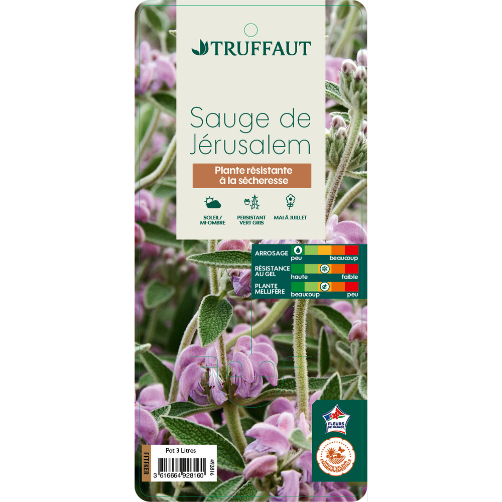 Phlomis purpurea - Pot 3L