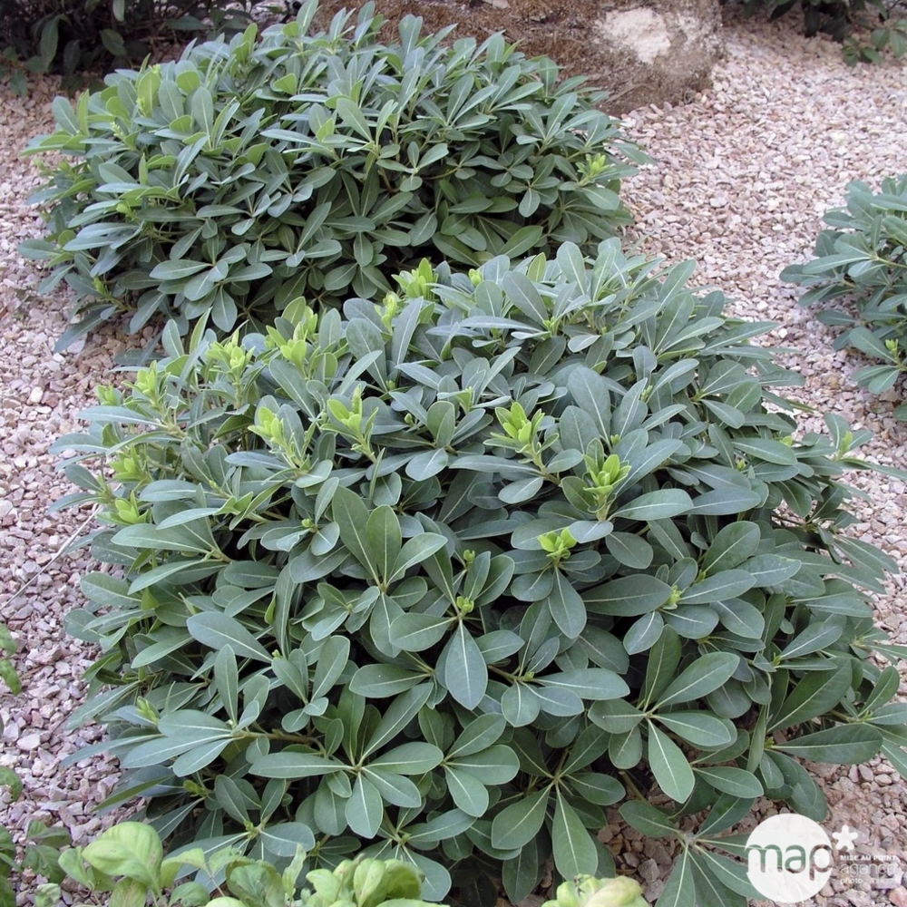 Pittosporum Tobira Nana : conteneur 5 litres