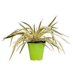 Yucca recurvifolia 'Bright Star':conteneur 4 litres