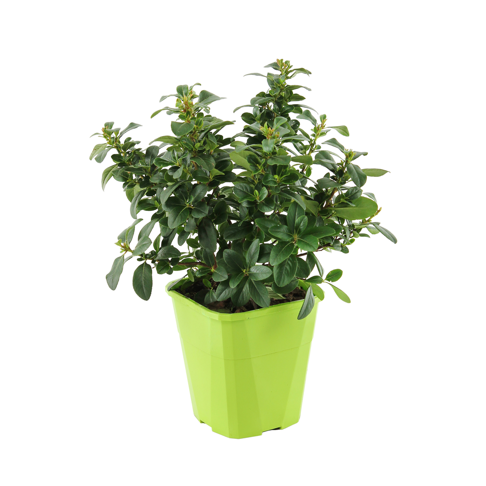 Escallonia laevis 'Pink Elle' : conteneur 4 litres