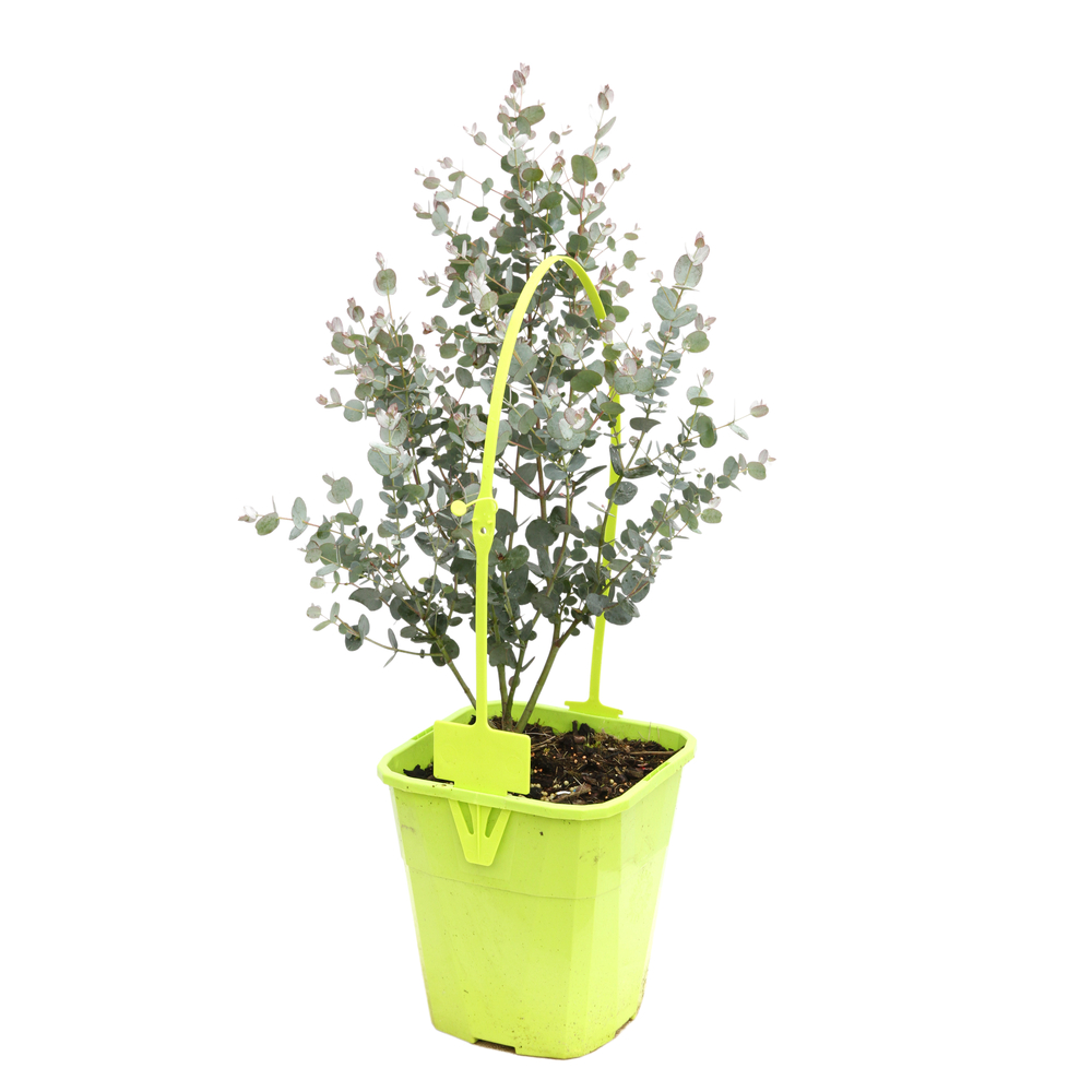 Eucalyptus gunnii Azura ' Cagire' : conteneur 4 litres