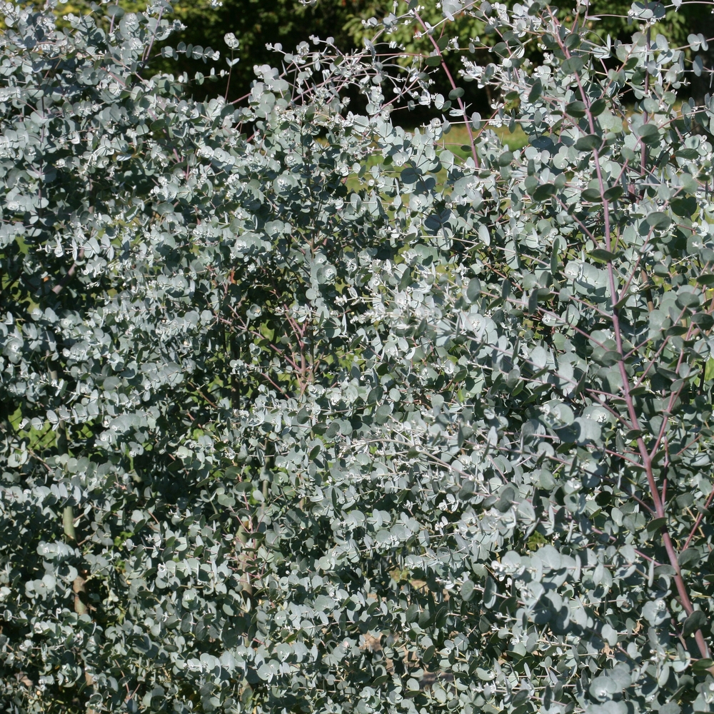 Eucalyptus gunnii Azura ' Cagire' : conteneur 8 litres