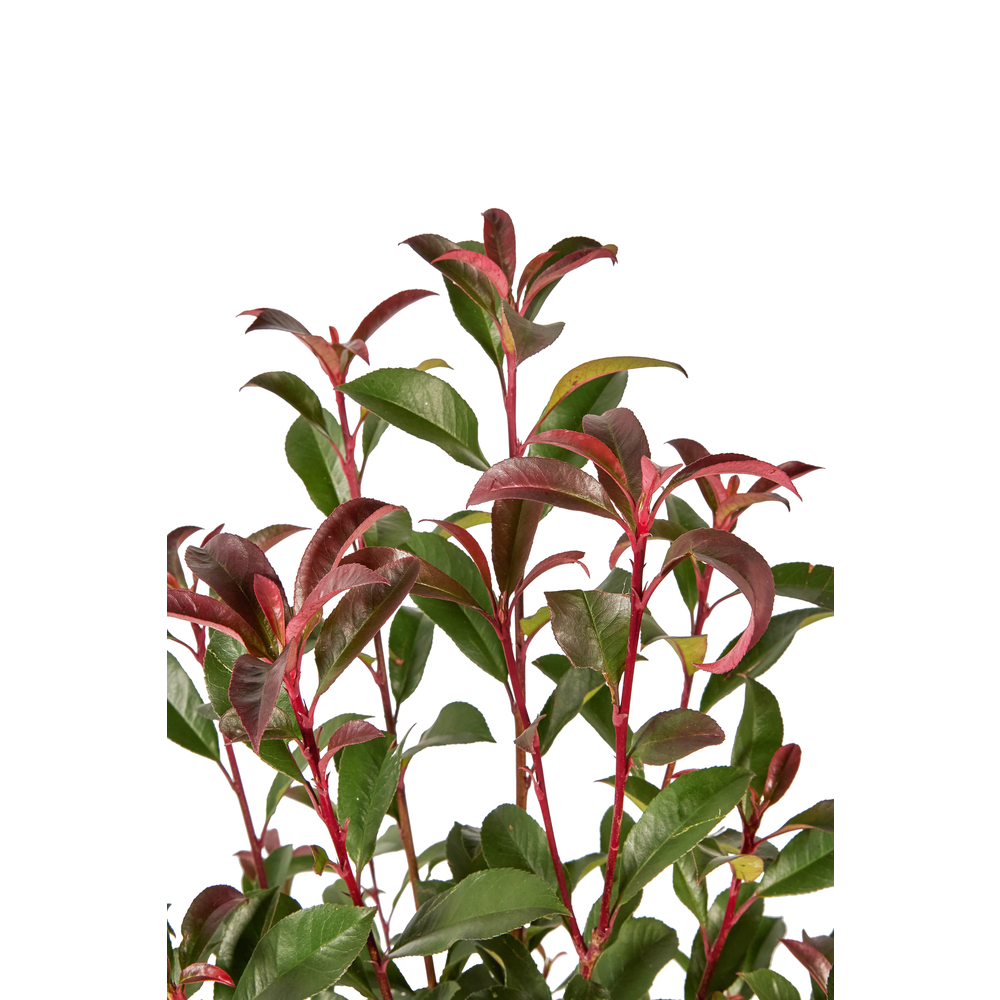 Photinia x fraseri ' Carré Rouge ':conteneur 7L