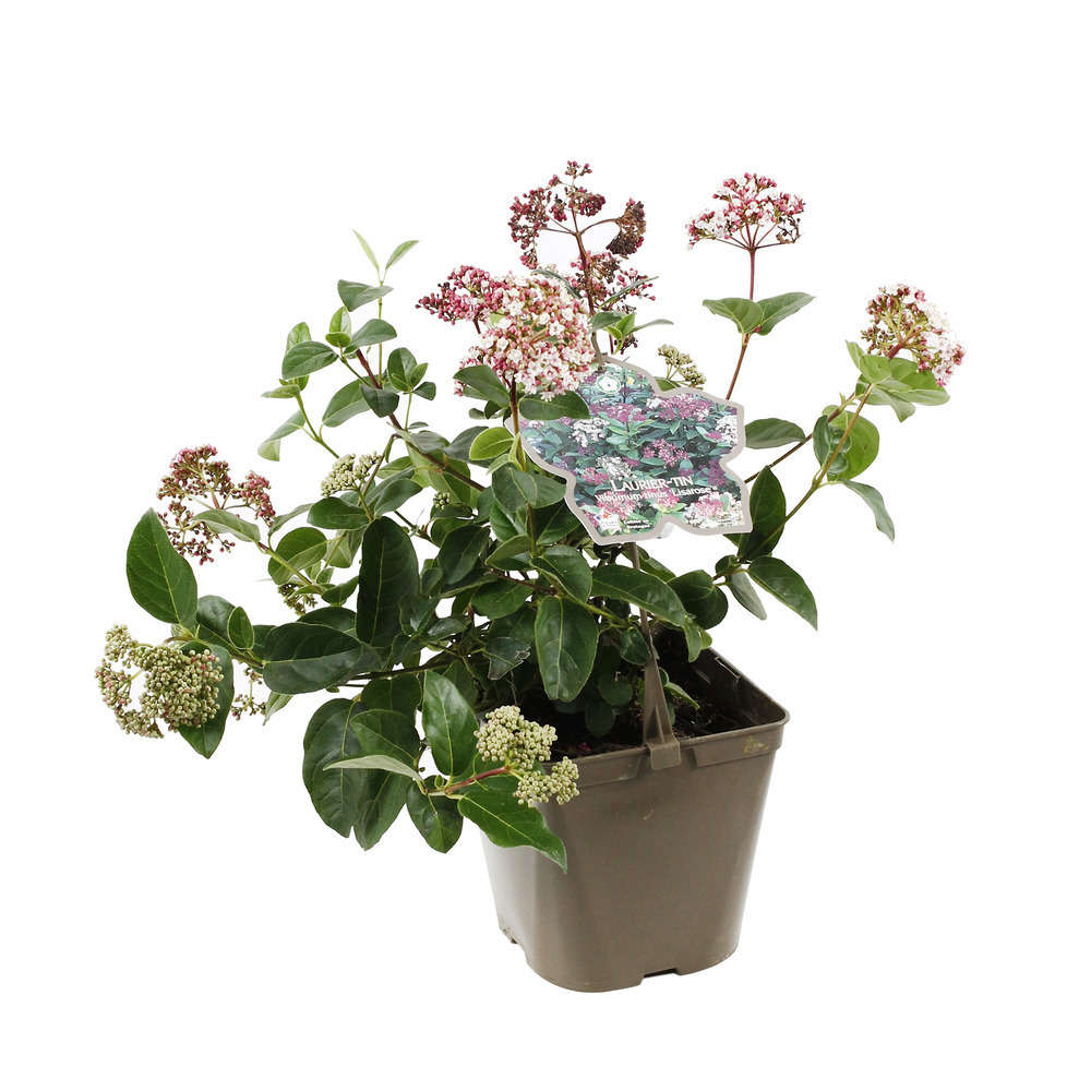 Viburnum tinus 'Lisarose'® :pot 3L