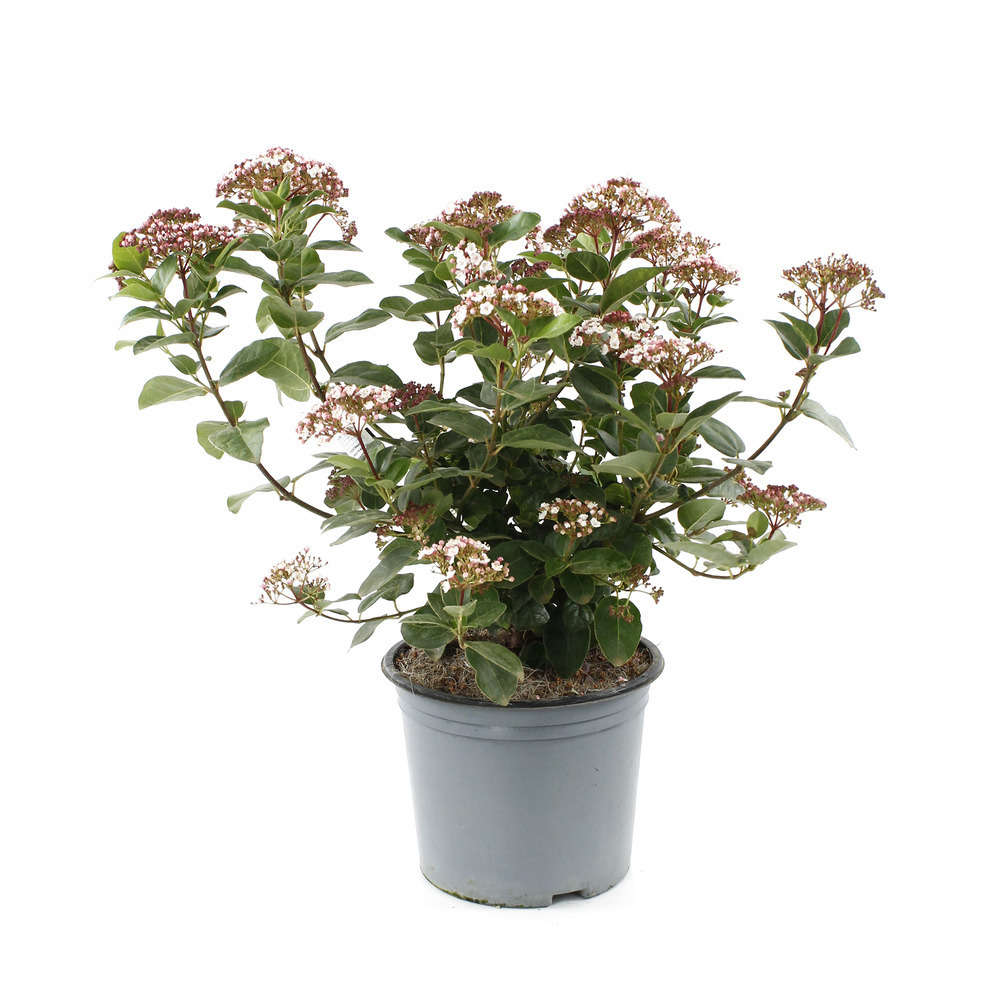 Viburnum tinus 'Lisarose'®:ctr 5 litres