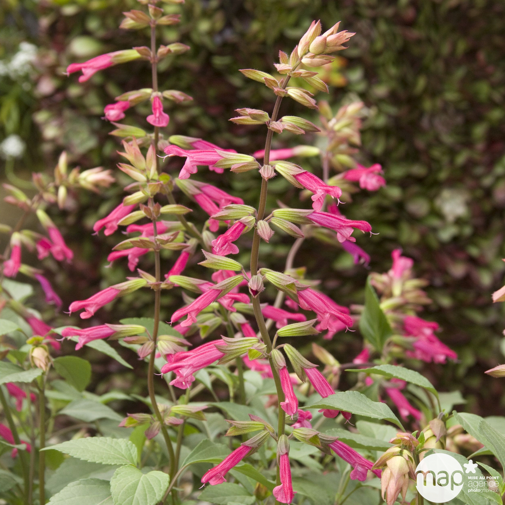 Salvia hybride Wendy's Wish 'c.o.v. ':ctr 4 litres