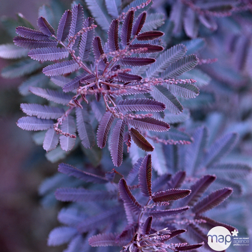 Acacia baileyana 'Purpurea': ctr 5 litres