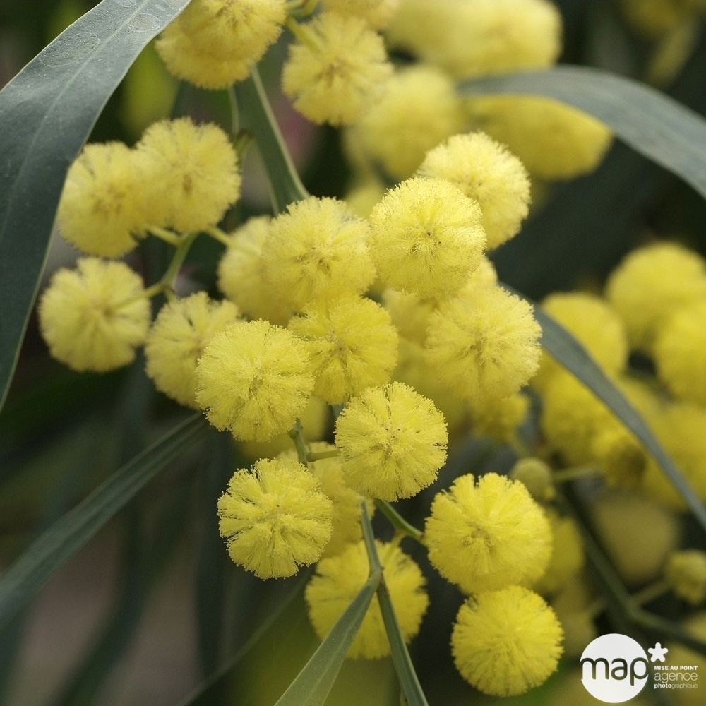 Acacia Retinodes Palme d'or ® : conteneur 8 Litres