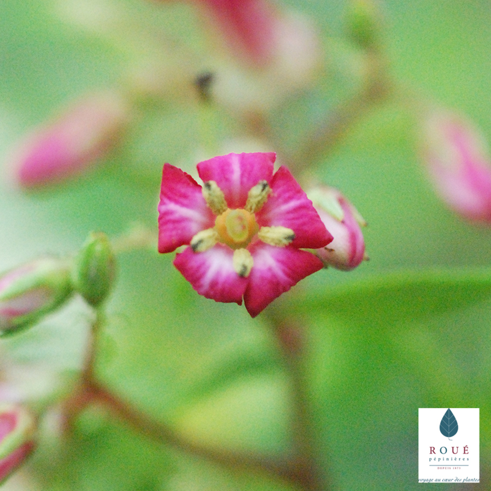 Escallonia x 'Golden Carpet'® : conteneur 3 litres