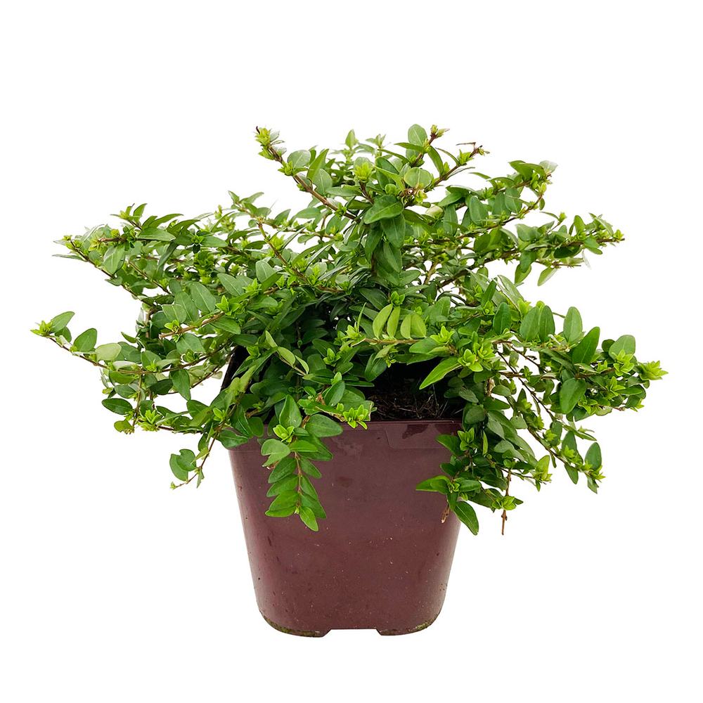 Lonicera nitida 'Golden Glow':pot 3L