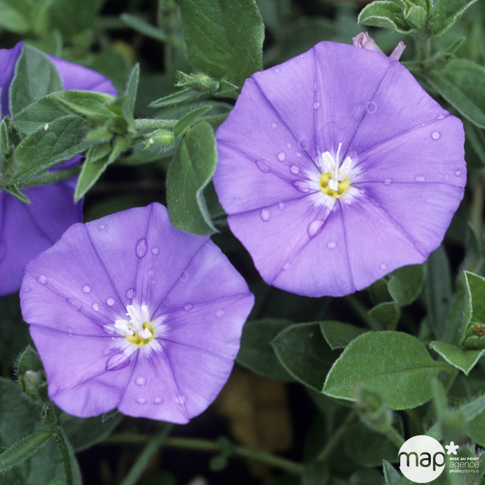 Convolvulus sabatius: conteneur 3 litres