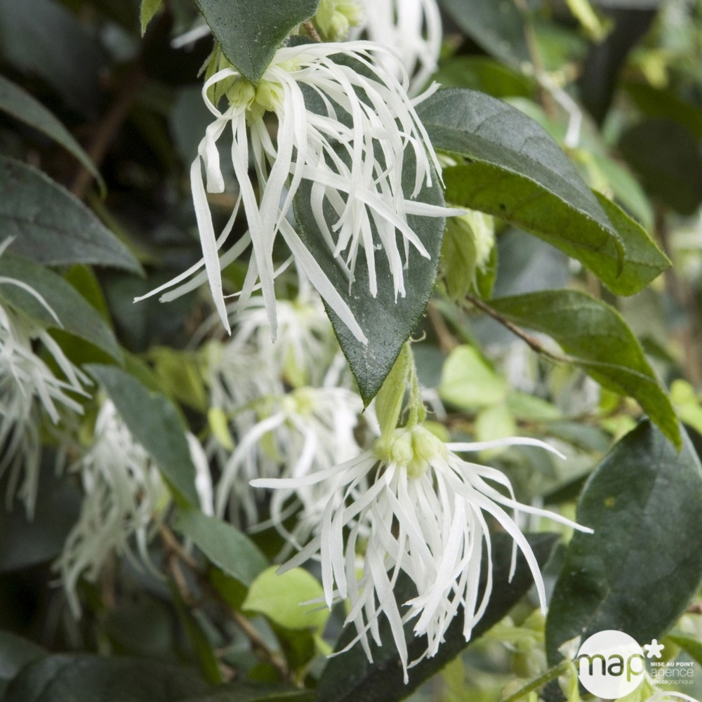 LOROPETALUM C 3L-(493151)