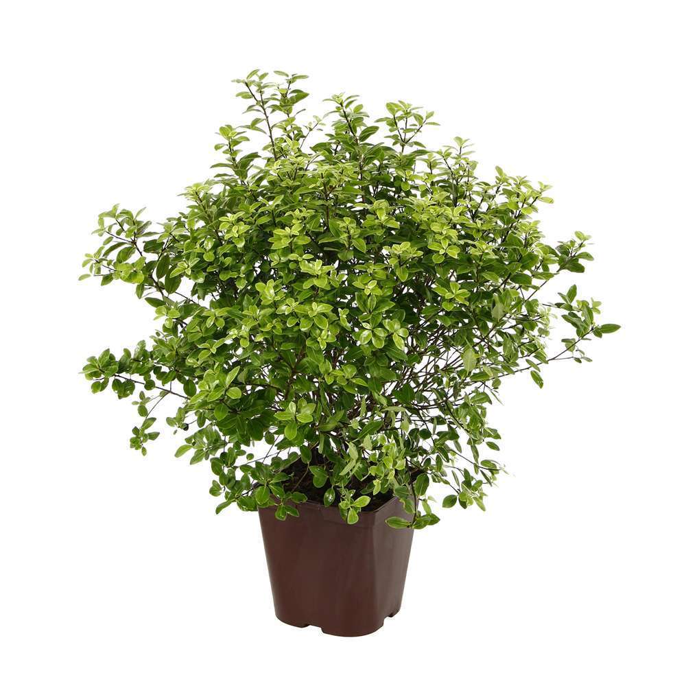 Pittosporum tenuifolium 'Golf Ball' : conteneur 3 litres