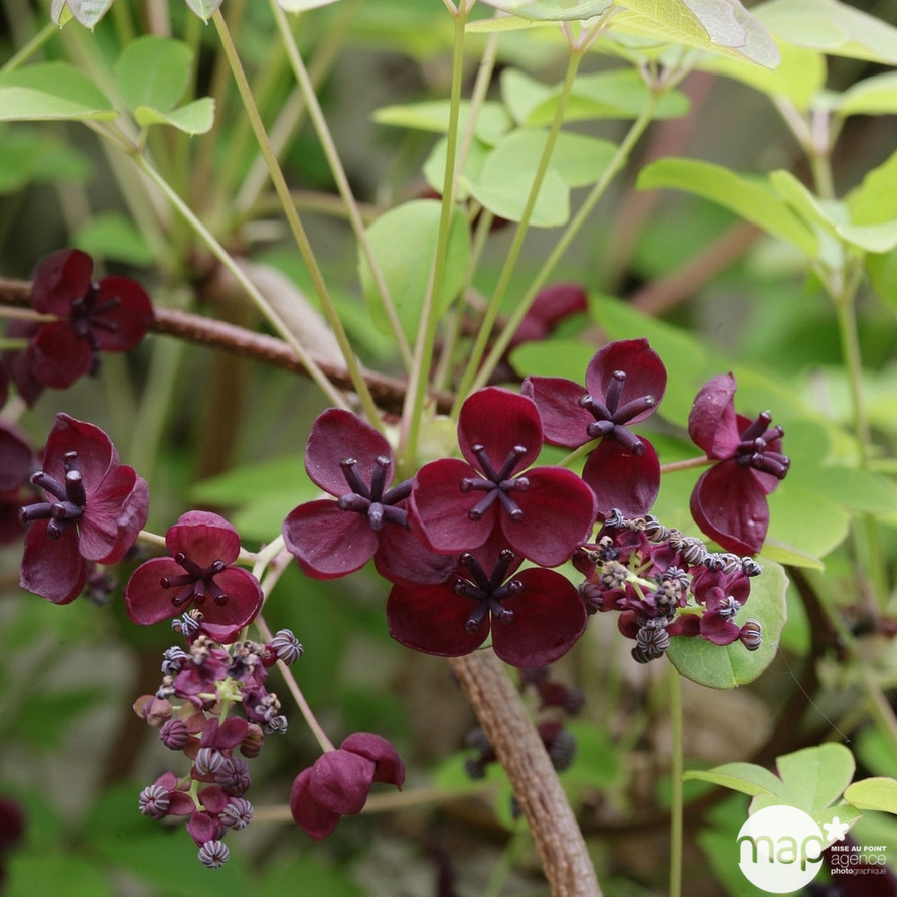 Akebia quinata : conteneur de 3 litres, en tipi