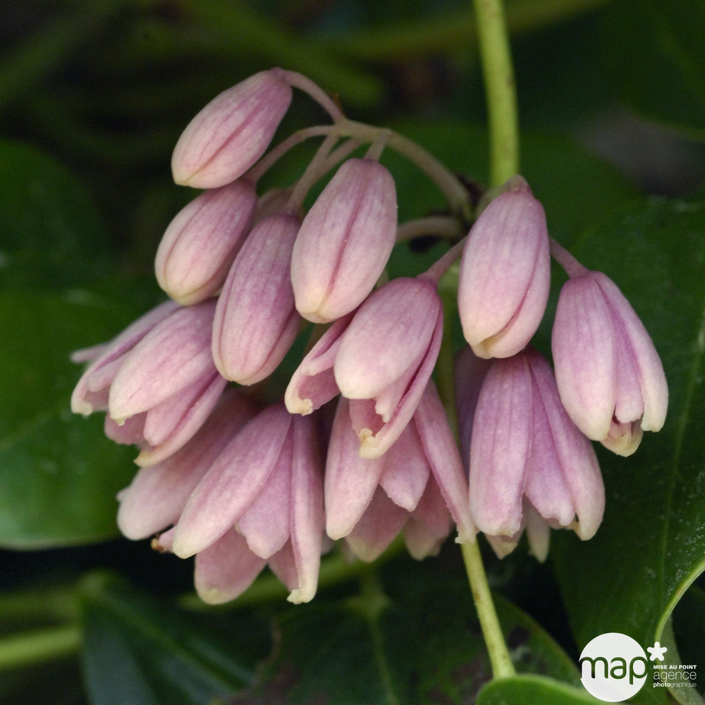 Holboellia latifolia - Echelle - pot 3L