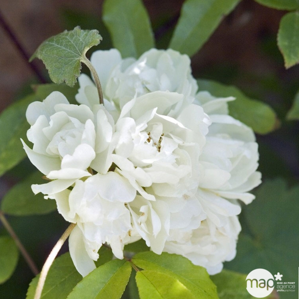 Rosier banksiae varie conteneur 3 litres