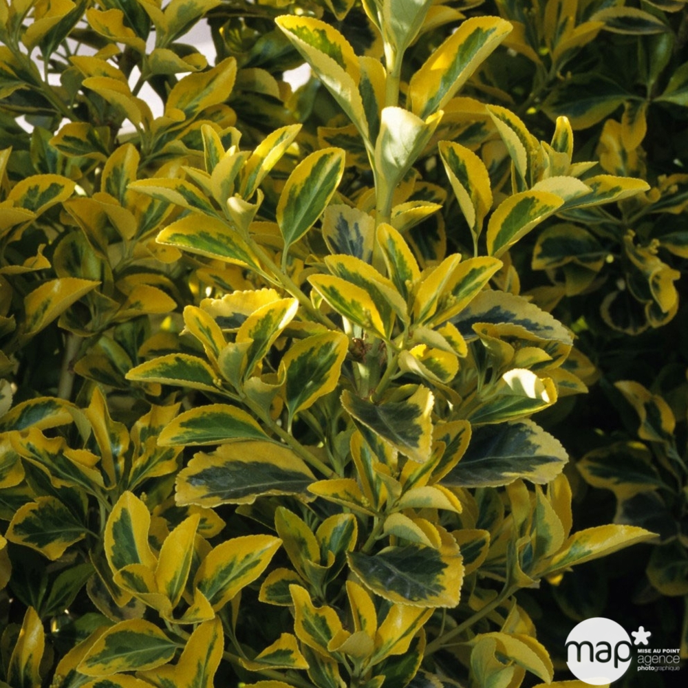 Euonymus japonicus ' Président Gauthier ' : 8/100, ctr 18 litres