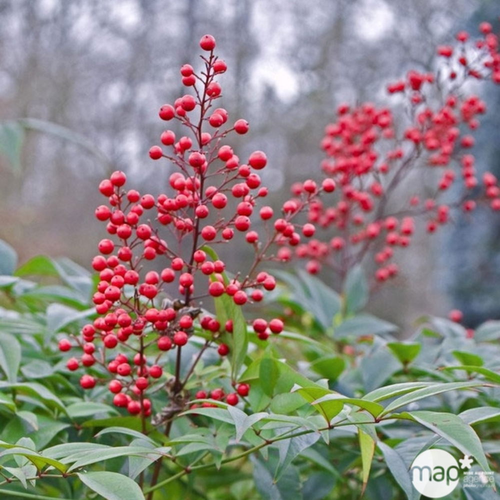 Nandina domestica : ctr 10 litres