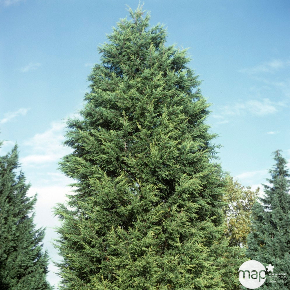 Cupressocyparis leylandii ' Castelwellan Gold' : pompon pot 20L