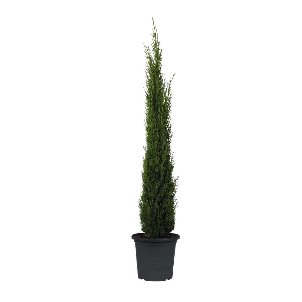 Cupressus sempervirens totem:h.100/125cm