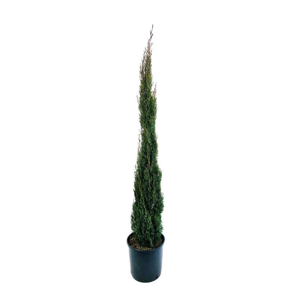 Cupressus Sempervirens Totem H.125/150cm - Pot 12L