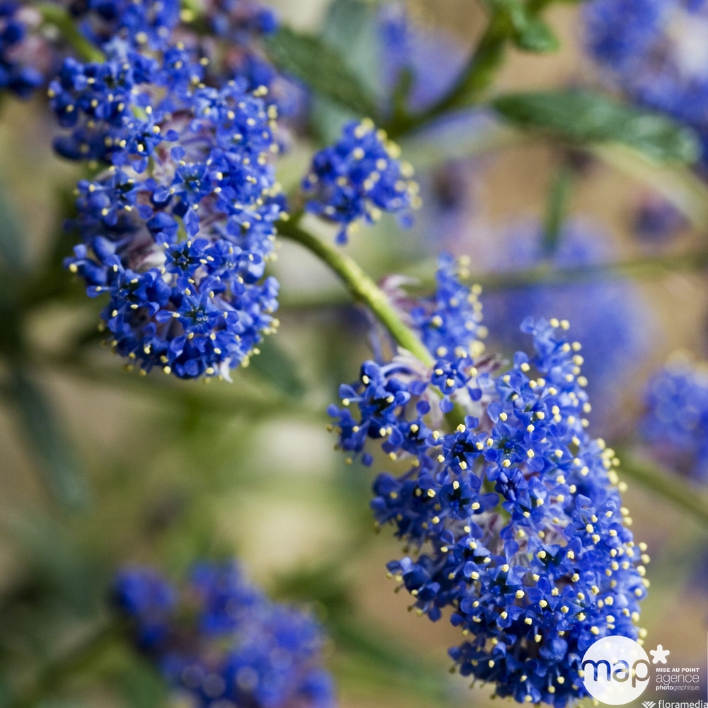 Ceanothus x ‘ italian skies’ :ctr 5 litres