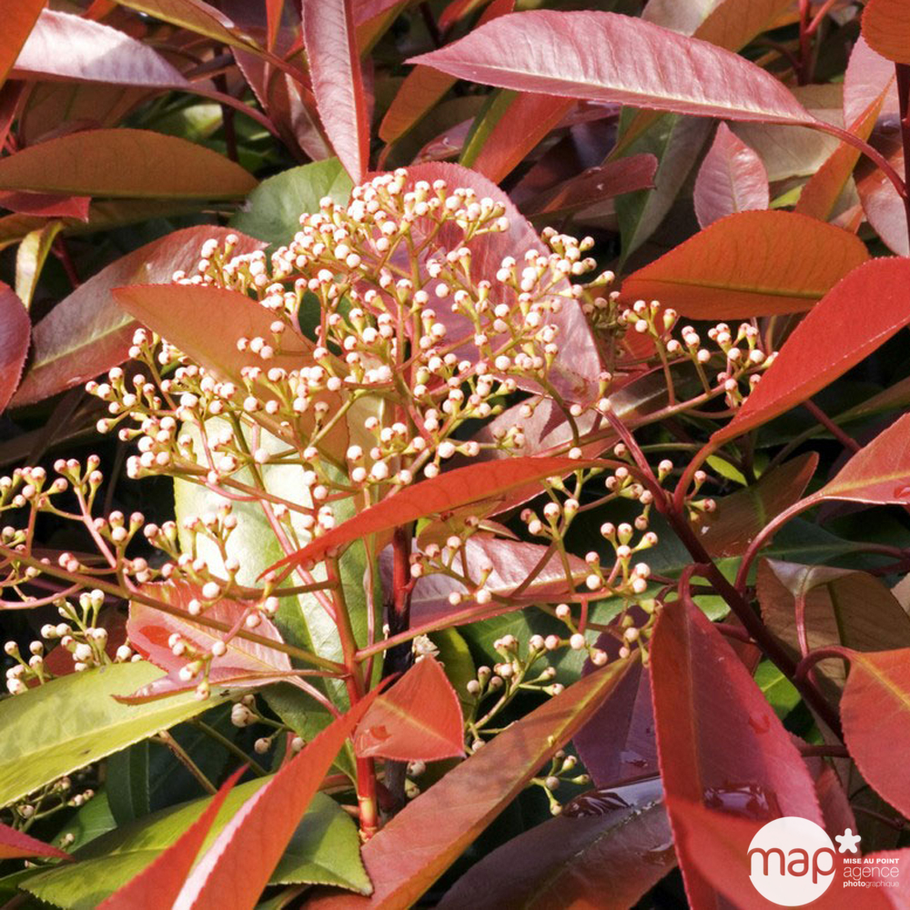 Photinia ' Red Robin ':pot 7L