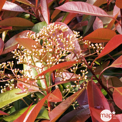 Photinia ' Red Robin ':pot 7L