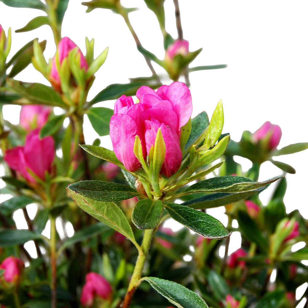 Azalea japonica, hauteur 40/50 cm, conteneur 7,5 litres