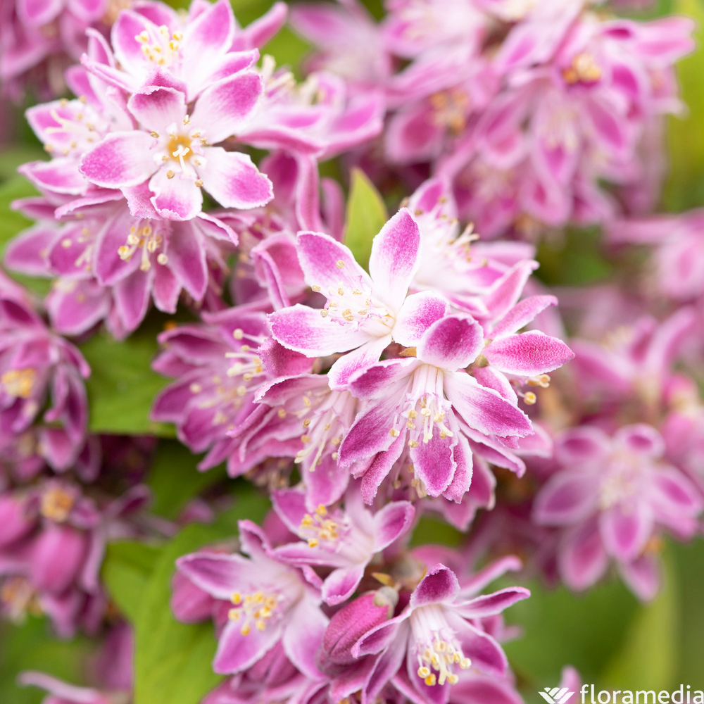 Deutzia, variétés variables - pot 5L