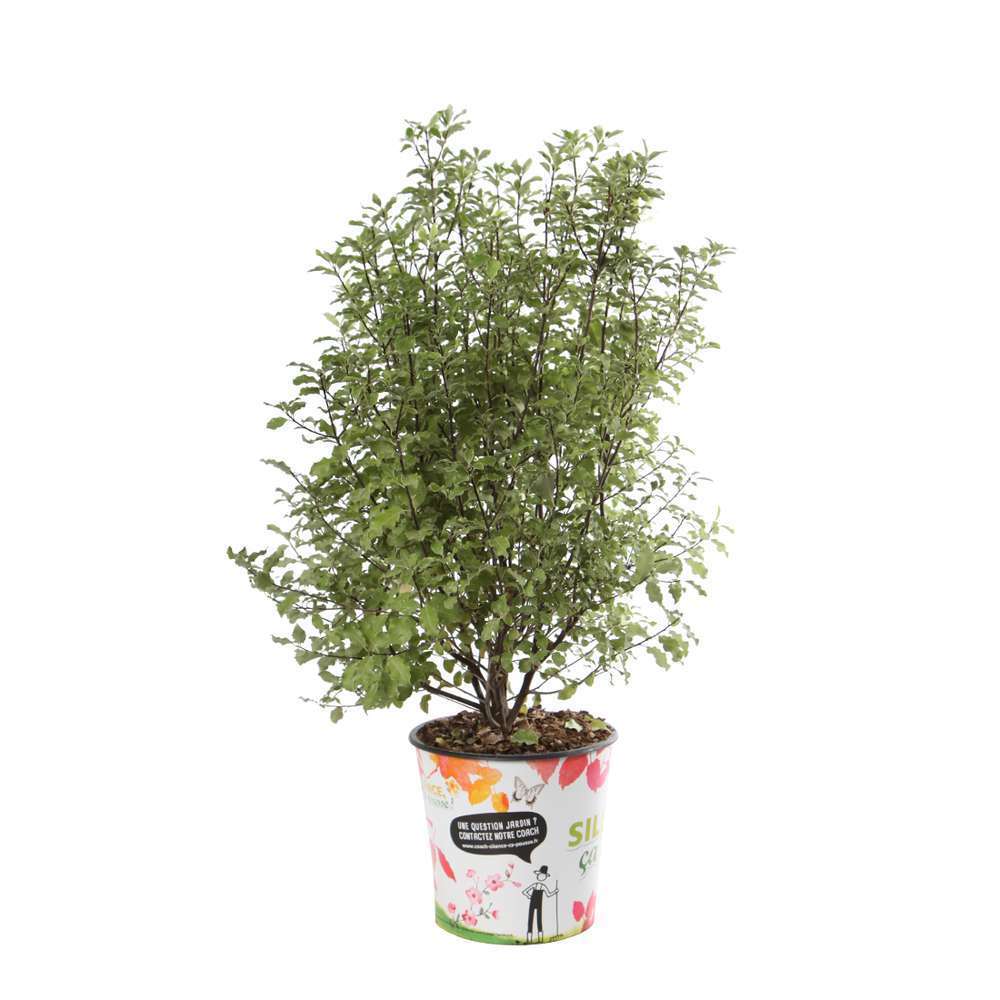 Pittosporum tenuifolium 'Emerald Dome'® : conteneur 4,5 litres