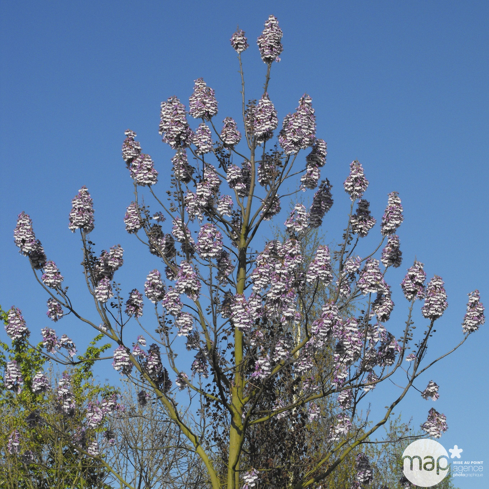 Paulownia fortunei 'Fast Blue' ® : conteneur 15 litres.