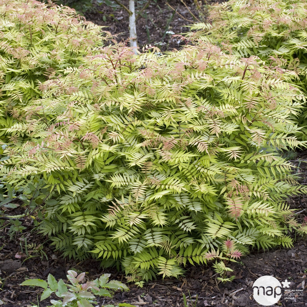 Sorbaria sorbifolia ' Sem ': conteneur 3L